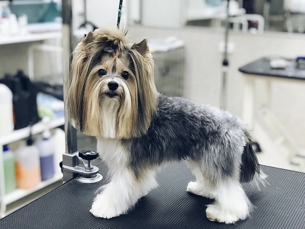 Visonix: Where Every Pet Receives Royal Treatment