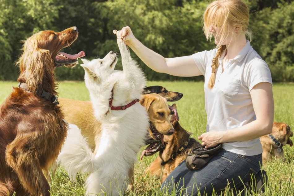 Visonix Pawsitive Learning: Transforming Pets into Well-Behaved Companions